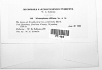 Erysiphe diffusa image